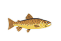 8 Pack of Trout Stickers