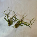 A607 Tillandsia bulbosa - Medium