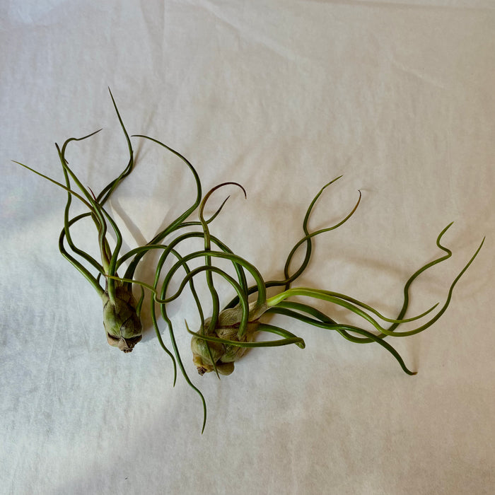 A607 Tillandsia bulbosa - Medium