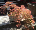 - Acer palmatum 'Irish Lace' Japanese Maple - Mr Maple │ Buy Japanese Maple Trees