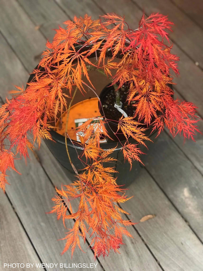 - Acer palmatum 'Irish Lace' Japanese Maple - Mr Maple │ Buy Japanese Maple Trees