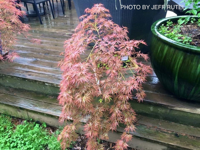 - Acer palmatum 'Irish Lace' Japanese Maple - Mr Maple │ Buy Japanese Maple Trees