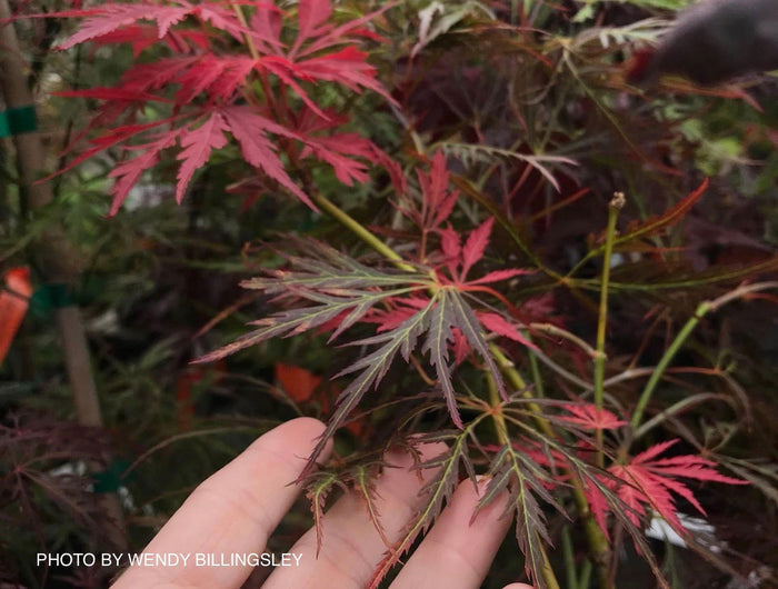 - Acer palmatum 'Irish Lace' Japanese Maple - Mr Maple │ Buy Japanese Maple Trees