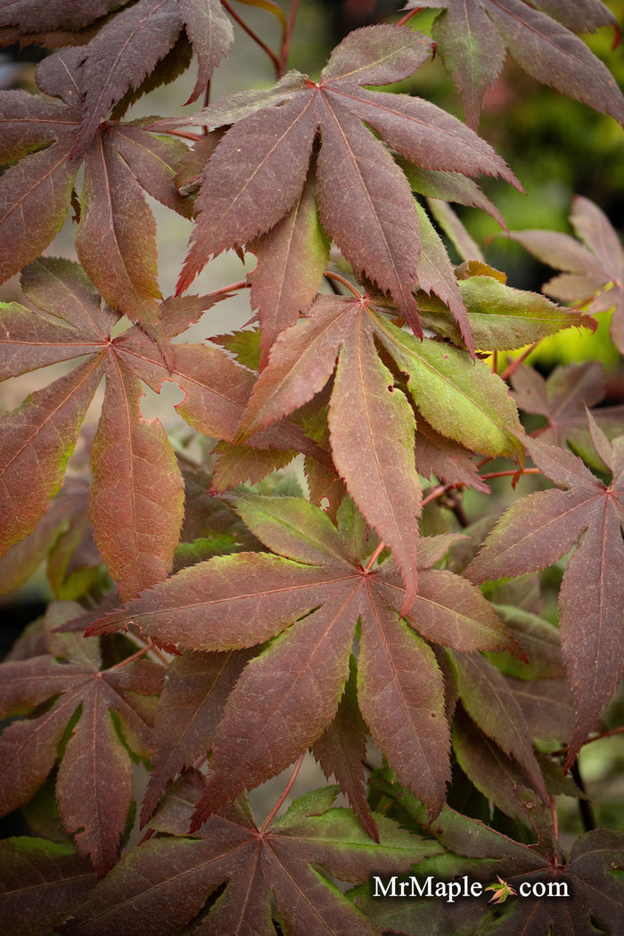 - Acer palmatum 'Koba shojo' Small Red Japanese Maple - Mr Maple │ Buy Japanese Maple Trees