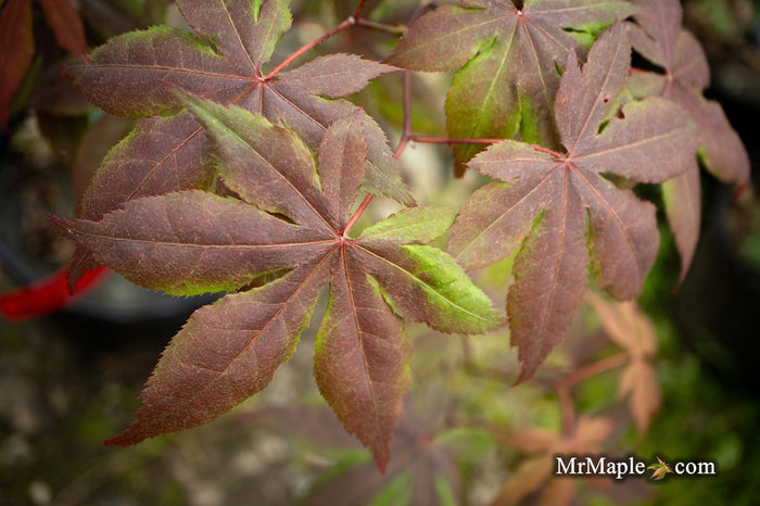 - Acer palmatum 'Koba shojo' Small Red Japanese Maple - Mr Maple │ Buy Japanese Maple Trees