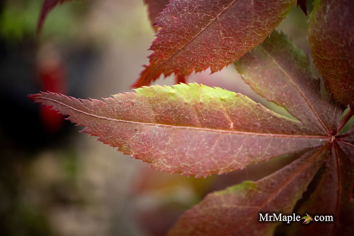 - Acer palmatum 'Koba shojo' Small Red Japanese Maple - Mr Maple │ Buy Japanese Maple Trees