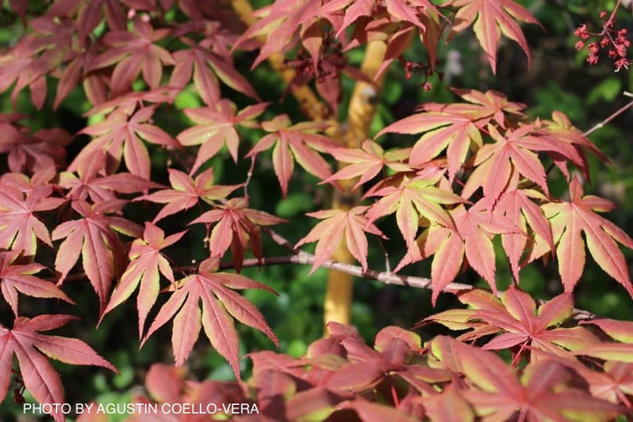 - Acer palmatum 'Koba shojo' Small Red Japanese Maple - Mr Maple │ Buy Japanese Maple Trees