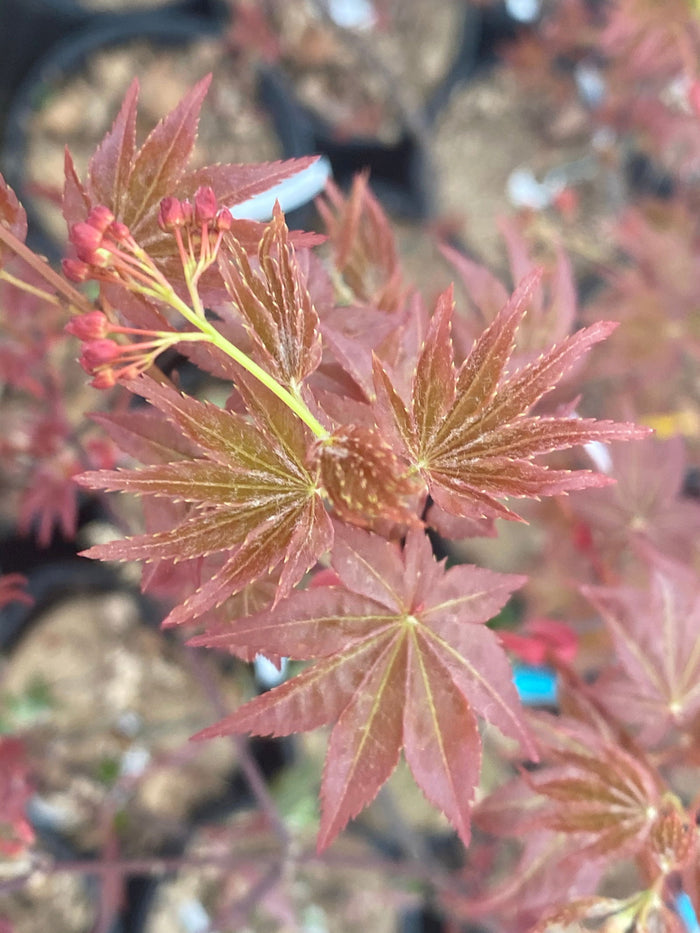 - Acer palmatum 'Yama hime' Japanese Maple - Mr Maple │ Buy Japanese Maple Trees