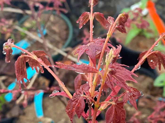 - Acer palmatum 'Yama hime' Japanese Maple - Mr Maple │ Buy Japanese Maple Trees