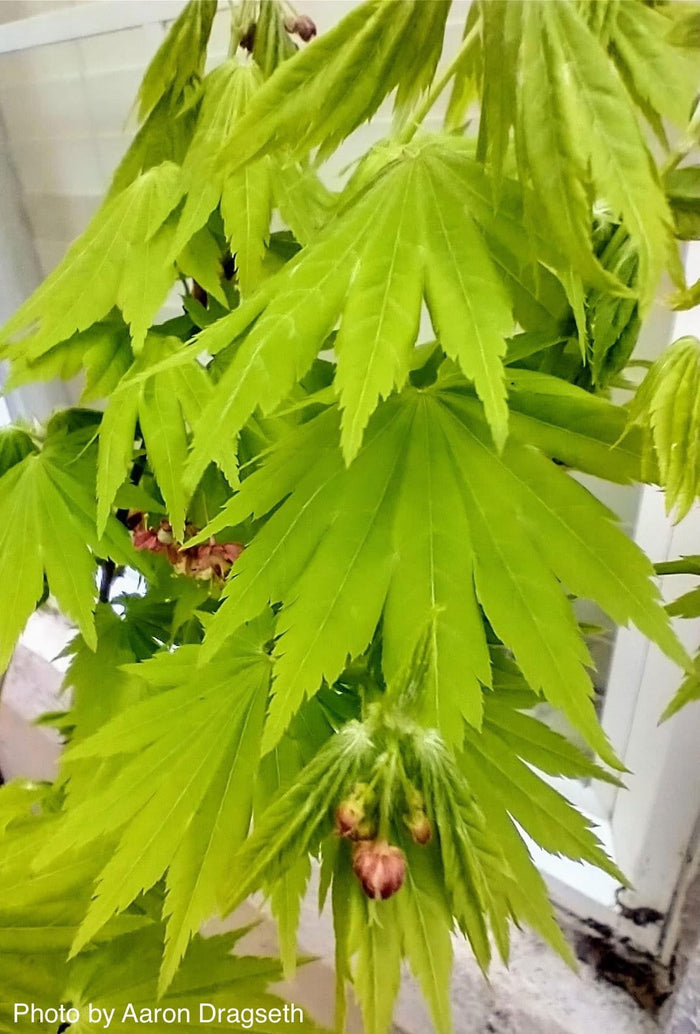 - Acer tenuifolium Full Moon Japanese Maple - Mr Maple │ Buy Japanese Maple Trees