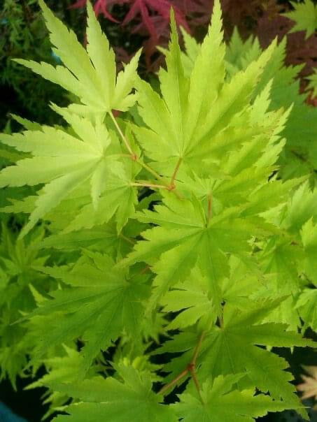 - Acer tenuifolium Full Moon Japanese Maple - Mr Maple │ Buy Japanese Maple Trees