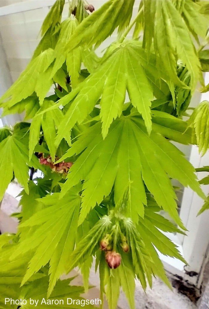 - Acer tenuifolium Full Moon Japanese Maple - Mr Maple │ Buy Japanese Maple Trees