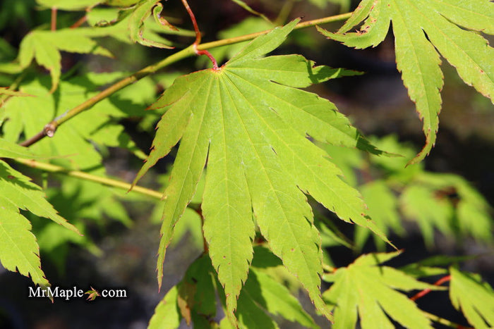 - Acer tenuifolium Full Moon Japanese Maple - Mr Maple │ Buy Japanese Maple Trees