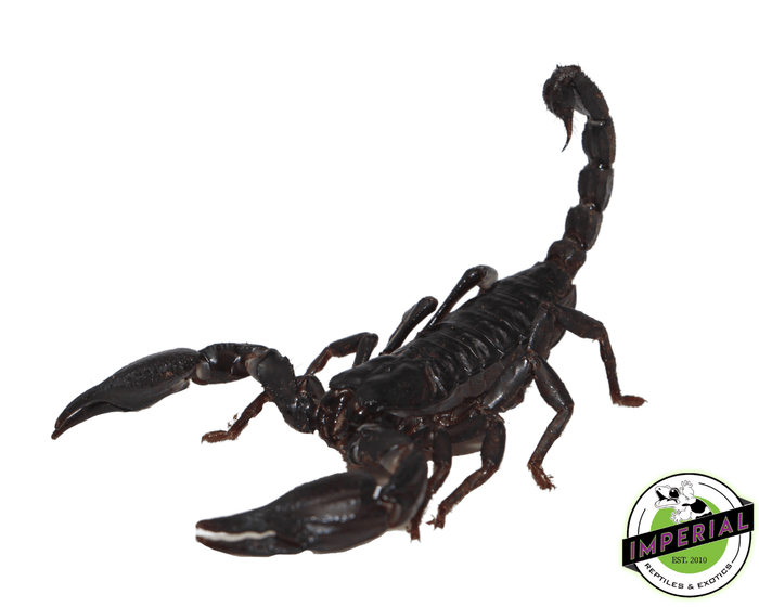 buy scorpion online at cheap prices, scorpions for sale near me
