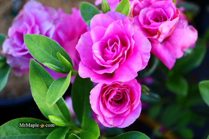 - Azalea 'Amelia Rose’ Double Pink Aromi Lavender Flowering Azalea - Mr Maple │ Buy Japanese Maple Trees