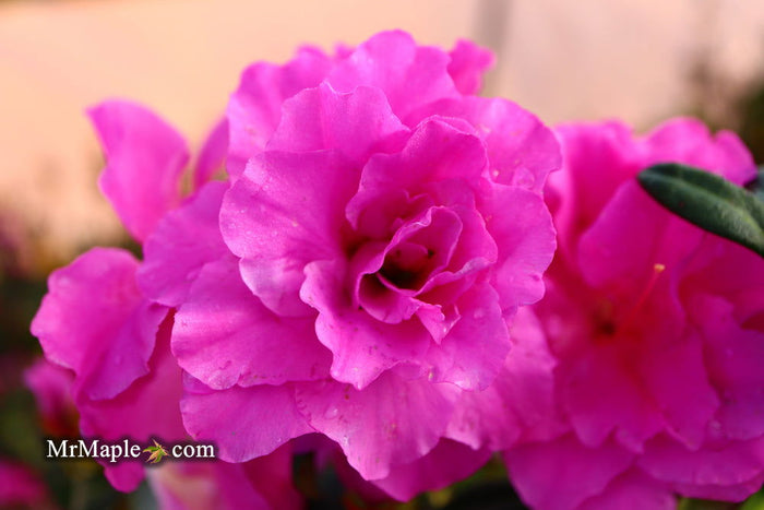 - Azalea 'Amelia Rose’ Double Pink Aromi Lavender Flowering Azalea - Mr Maple │ Buy Japanese Maple Trees