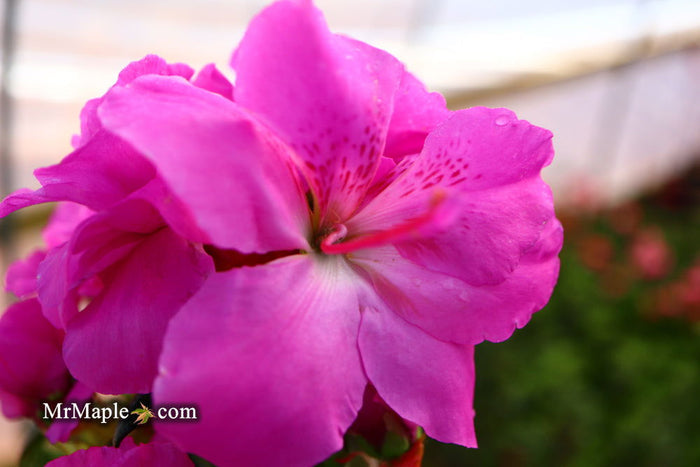 - Azalea 'Amelia Rose’ Double Pink Aromi Lavender Flowering Azalea - Mr Maple │ Buy Japanese Maple Trees