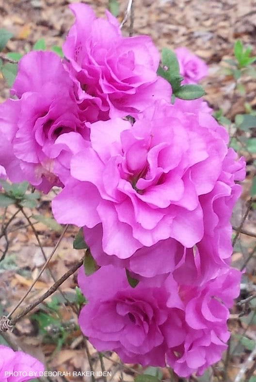 - Azalea 'Amelia Rose’ Double Pink Aromi Lavender Flowering Azalea - Mr Maple │ Buy Japanese Maple Trees