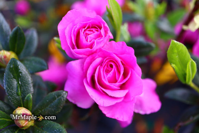 - Azalea 'Amelia Rose’ Double Pink Aromi Lavender Flowering Azalea - Mr Maple │ Buy Japanese Maple Trees
