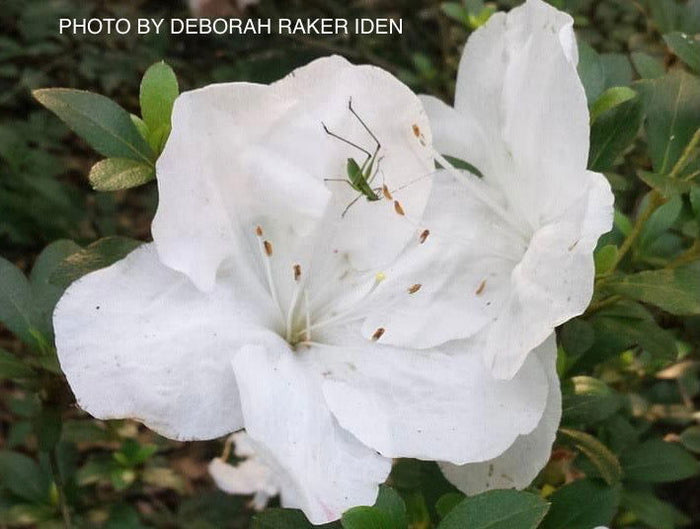 - Azalea 'Astronaut’ Holly Springs Variegated Satsuki Azalea - Mr Maple │ Buy Japanese Maple Trees