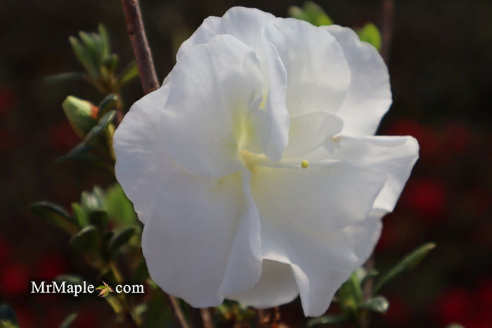 - Azalea 'Hardy Gardenia’ Double White Flowering Azalea - Mr Maple │ Buy Japanese Maple Trees
