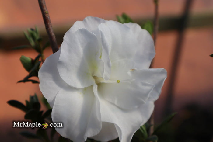 - Azalea 'Hardy Gardenia’ Double White Flowering Azalea - Mr Maple │ Buy Japanese Maple Trees