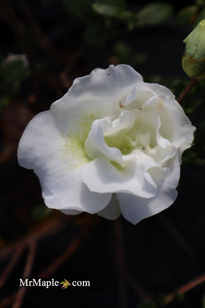 - Azalea 'Hardy Gardenia’ Double White Flowering Azalea - Mr Maple │ Buy Japanese Maple Trees