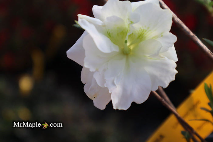 - Azalea 'Hardy Gardenia’ Double White Flowering Azalea - Mr Maple │ Buy Japanese Maple Trees