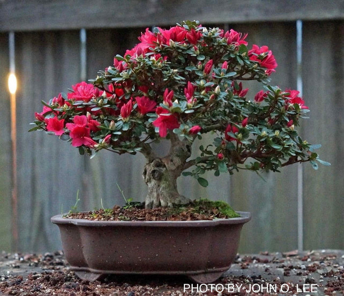 - Azalea 'Hino Crimson’ Red Flowering Kurume Azalea - Mr Maple │ Buy Japanese Maple Trees