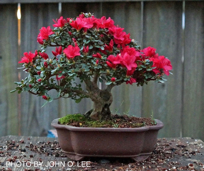 - Azalea 'Hino Crimson’ Red Flowering Kurume Azalea - Mr Maple │ Buy Japanese Maple Trees