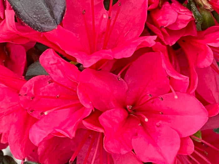 - Azalea 'Hino Crimson’ Red Flowering Kurume Azalea - Mr Maple │ Buy Japanese Maple Trees