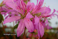 - Azalea 'Koromo shikibu’ Kurume Purple Spider Azalea - Mr Maple │ Buy Japanese Maple Trees