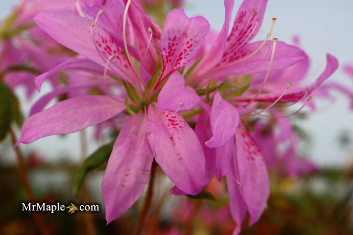 - Azalea 'Koromo shikibu’ Kurume Purple Spider Azalea - Mr Maple │ Buy Japanese Maple Trees