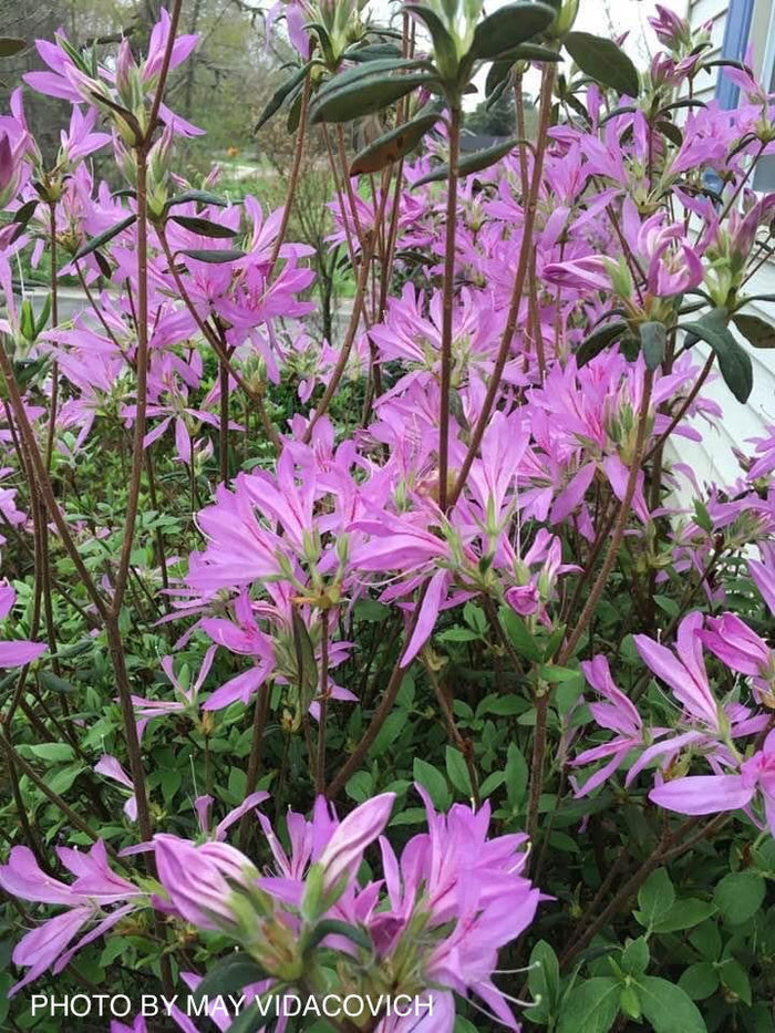 - Azalea 'Koromo shikibu’ Kurume Purple Spider Azalea - Mr Maple │ Buy Japanese Maple Trees
