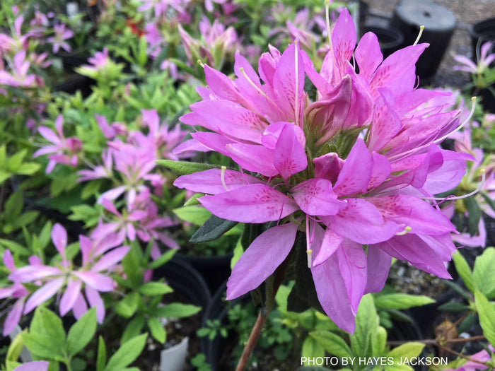 - Azalea 'Koromo shikibu’ Kurume Purple Spider Azalea - Mr Maple │ Buy Japanese Maple Trees