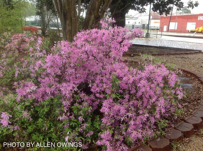 - Azalea 'Koromo shikibu’ Kurume Purple Spider Azalea - Mr Maple │ Buy Japanese Maple Trees
