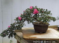 - Azalea 'Momo no haru’ Bright Pink Satsuki Azalea - Mr Maple │ Buy Japanese Maple Trees