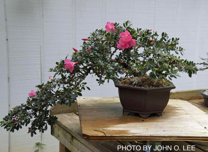 - Azalea 'Momo no haru’ Bright Pink Satsuki Azalea - Mr Maple │ Buy Japanese Maple Trees