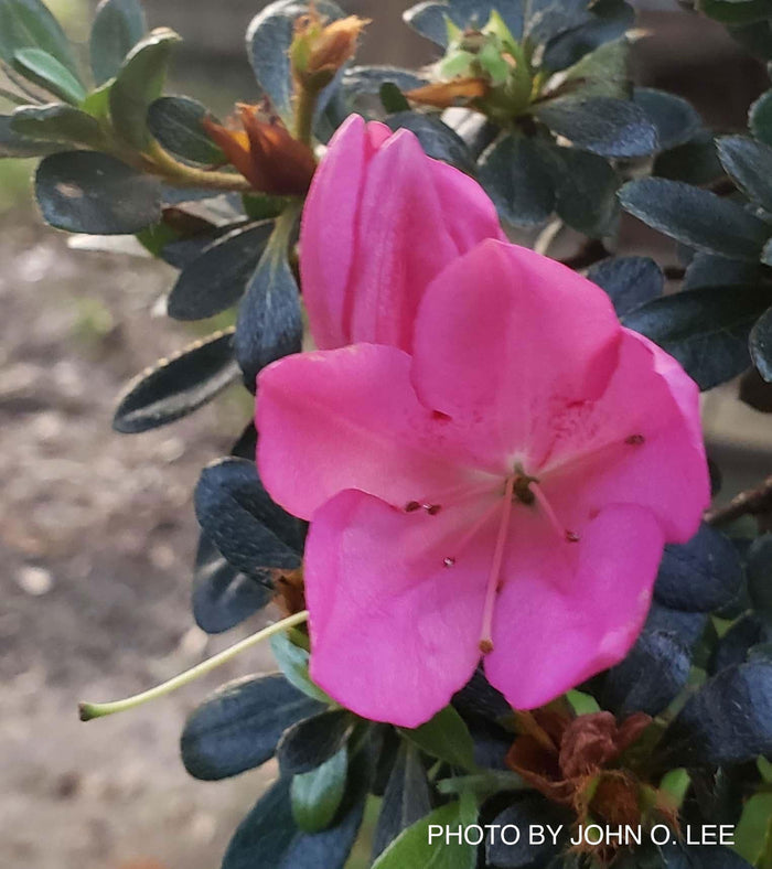 - Azalea 'Momo no haru’ Bright Pink Satsuki Azalea - Mr Maple │ Buy Japanese Maple Trees