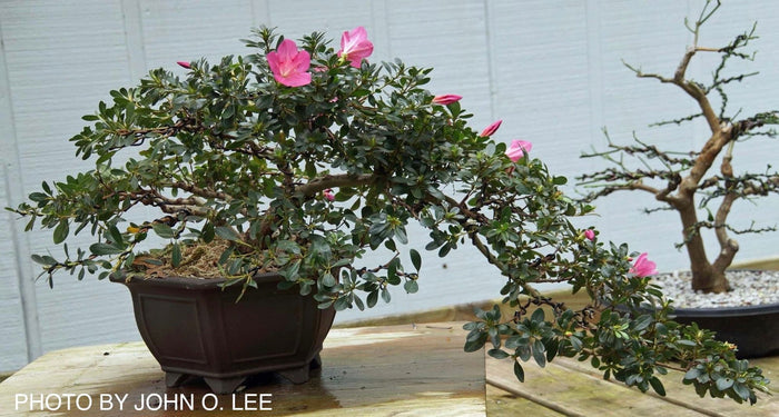 - Azalea 'Momo no haru’ Bright Pink Satsuki Azalea - Mr Maple │ Buy Japanese Maple Trees