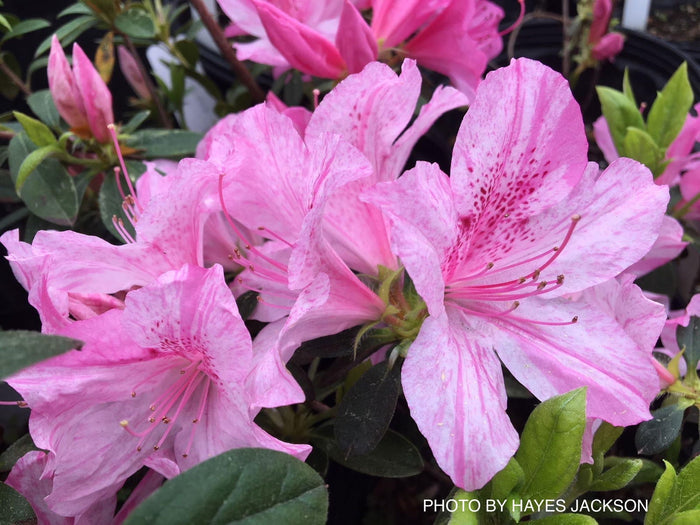 - Azalea 'North Lake Beauty’ Pink Variegated Azalea - Mr Maple │ Buy Japanese Maple Trees