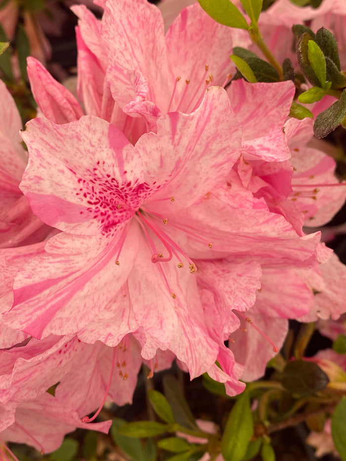 - Azalea 'North Lake Beauty’ Pink Variegated Azalea - Mr Maple │ Buy Japanese Maple Trees