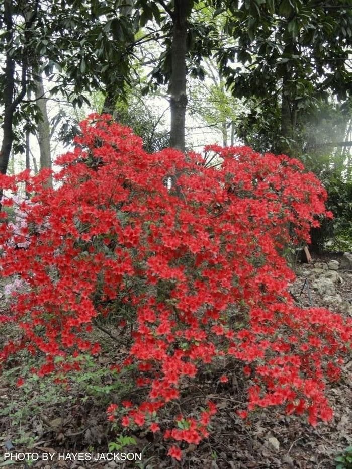 - Azalea 'Trouper’ Red Flowering Azalea - Mr Maple │ Buy Japanese Maple Trees