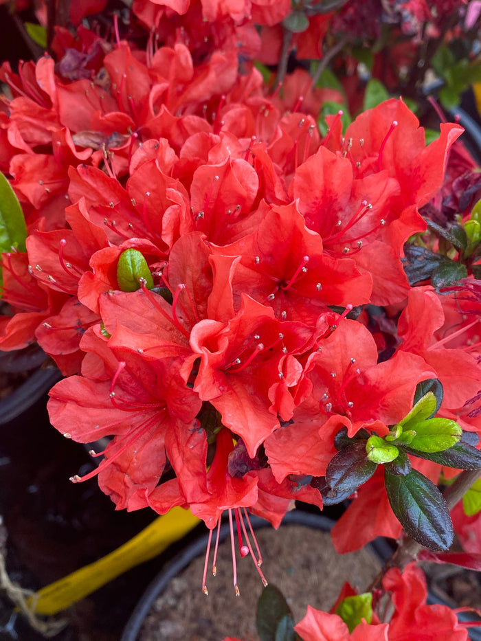 - Azalea 'Trouper’ Red Flowering Azalea - Mr Maple │ Buy Japanese Maple Trees
