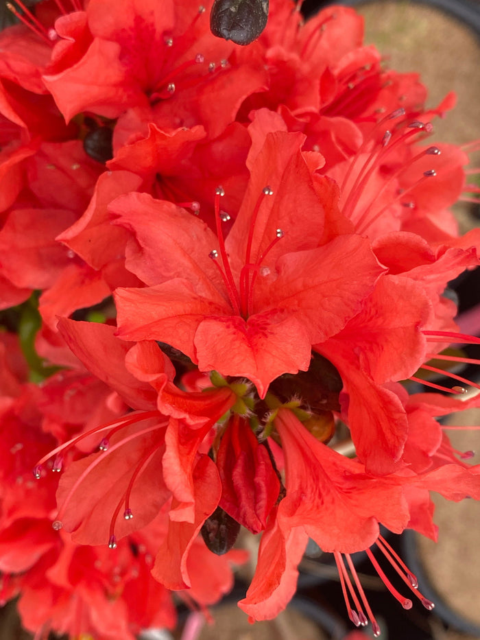 - Azalea 'Trouper’ Red Flowering Azalea - Mr Maple │ Buy Japanese Maple Trees