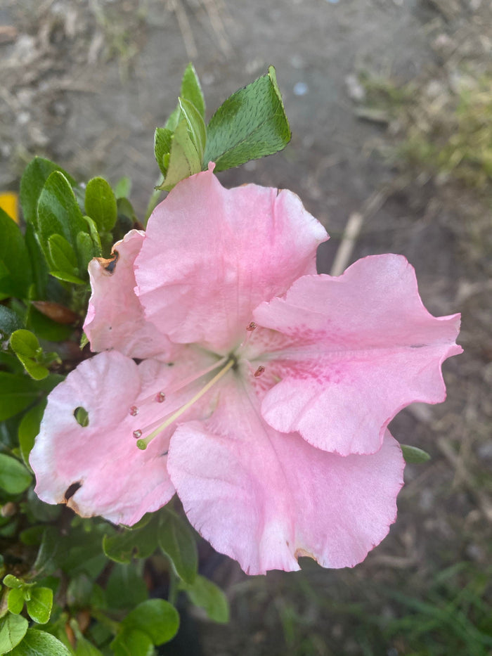 - Azalea 'Watchet’ Light Pink Robin Hill Azalea - Mr Maple │ Buy Japanese Maple Trees