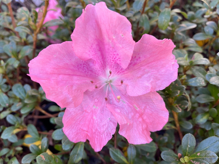 - Azalea 'Watchet’ Light Pink Robin Hill Azalea - Mr Maple │ Buy Japanese Maple Trees