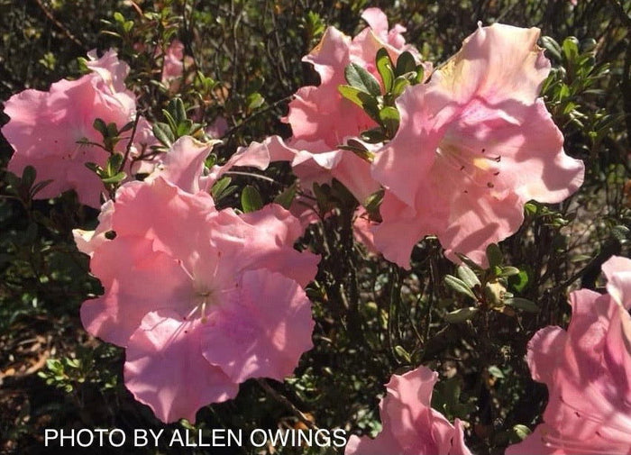 - Azalea 'Watchet’ Light Pink Robin Hill Azalea - Mr Maple │ Buy Japanese Maple Trees