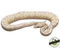 banana pastave ball python for sale, buy reptiles online