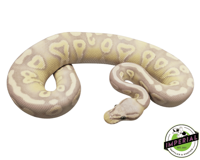 banana pastave ball python for sale, buy reptiles online